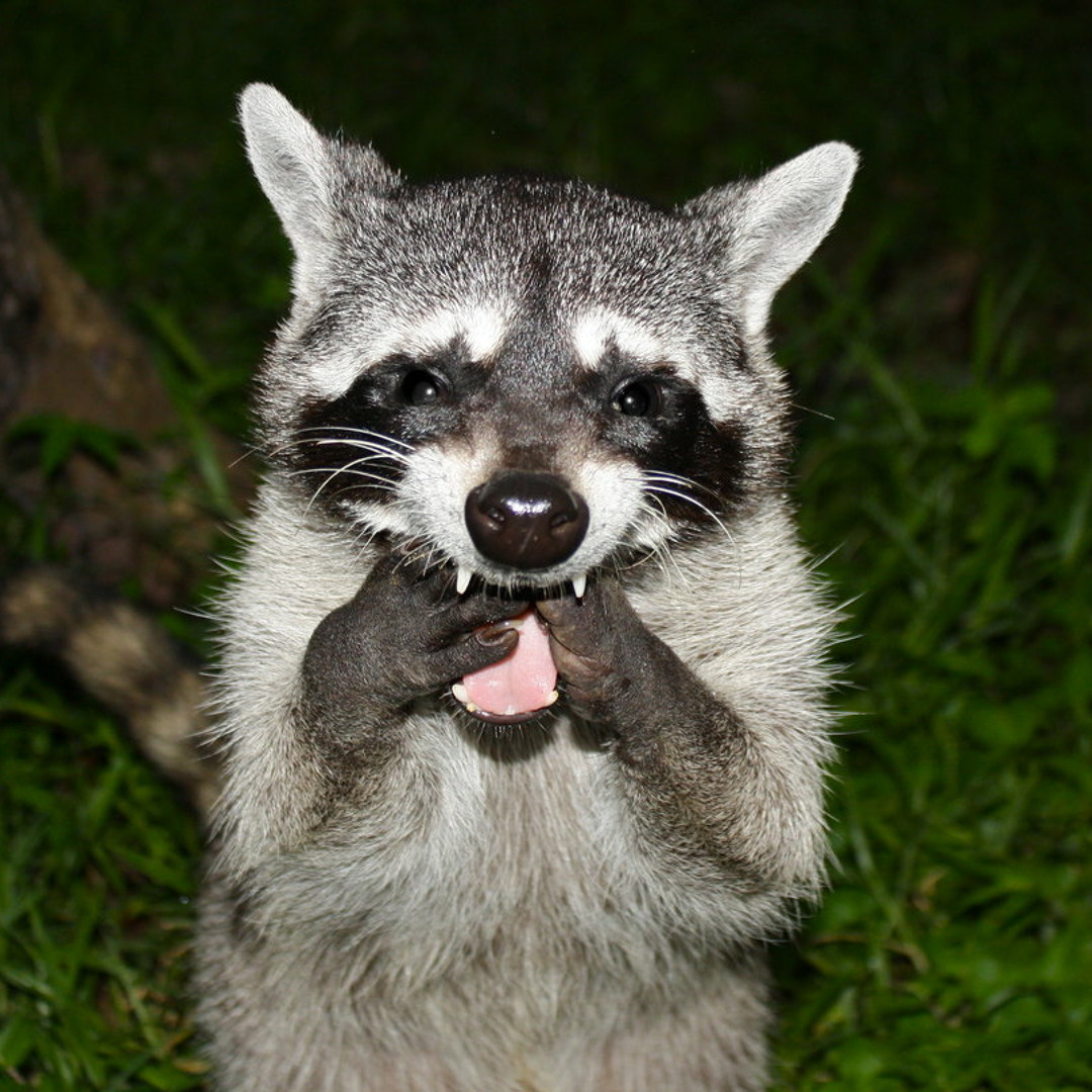 raccoon